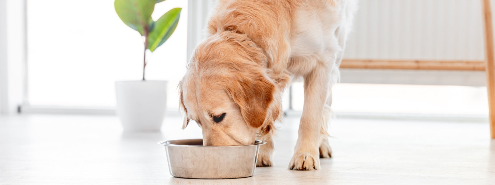 Warum Hunde schlingen – Tipps für langsameres Fressen