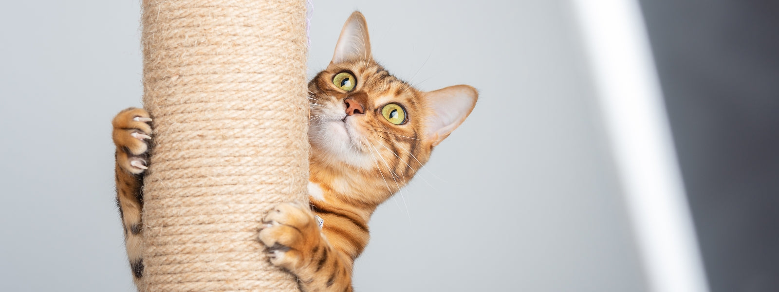 Katze pflegt Krallen an Sisalstange