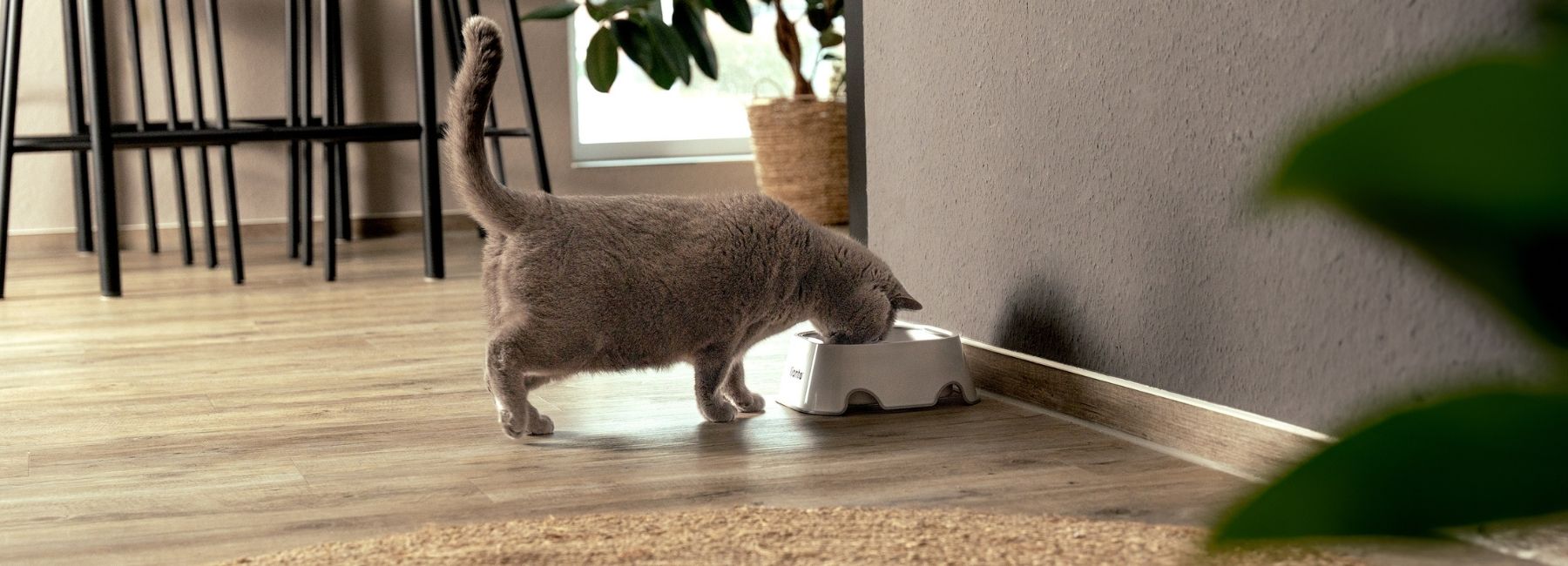 Stabiler Katzennapf für tägliche Fütterung