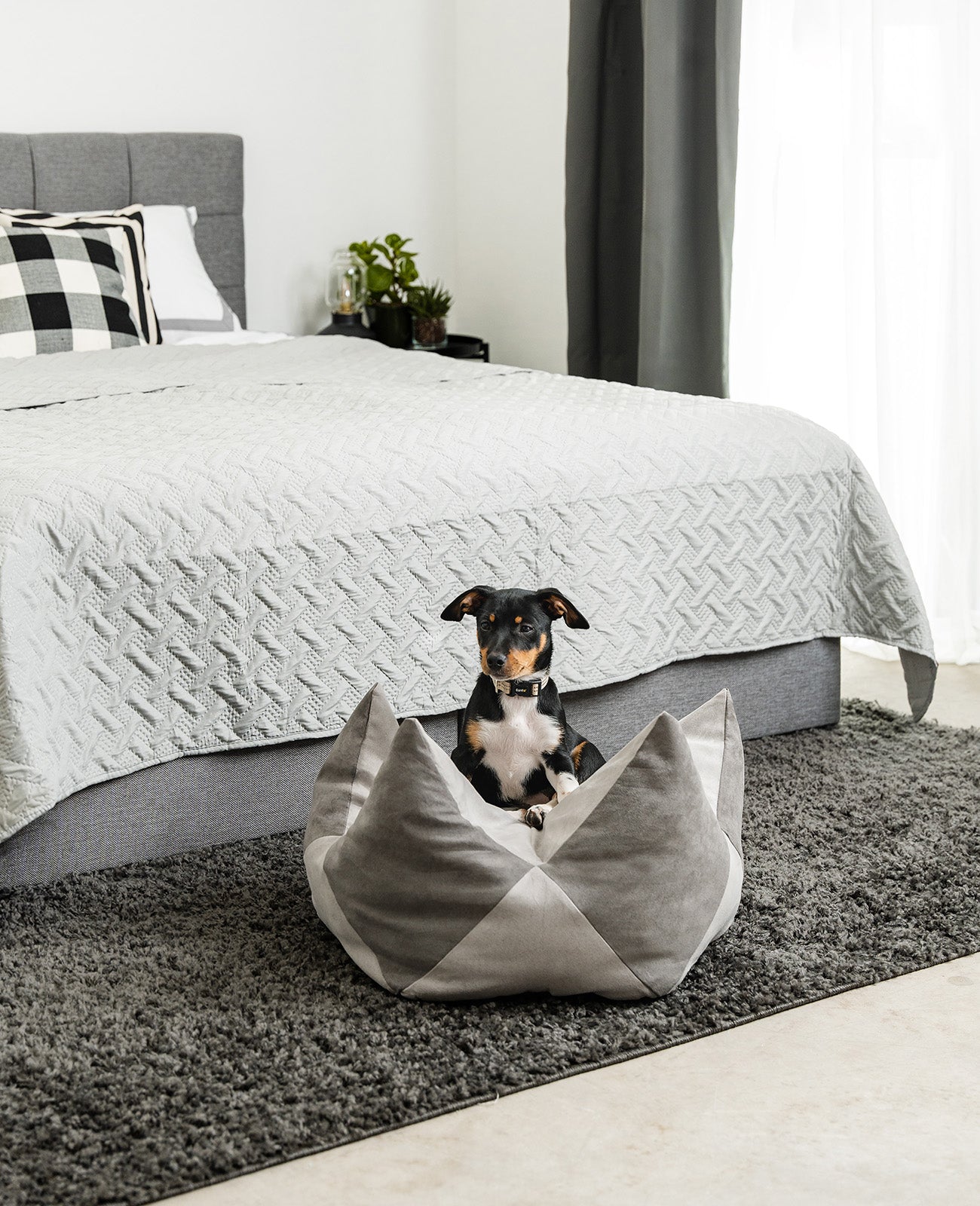 Kronenkissen für Hunde