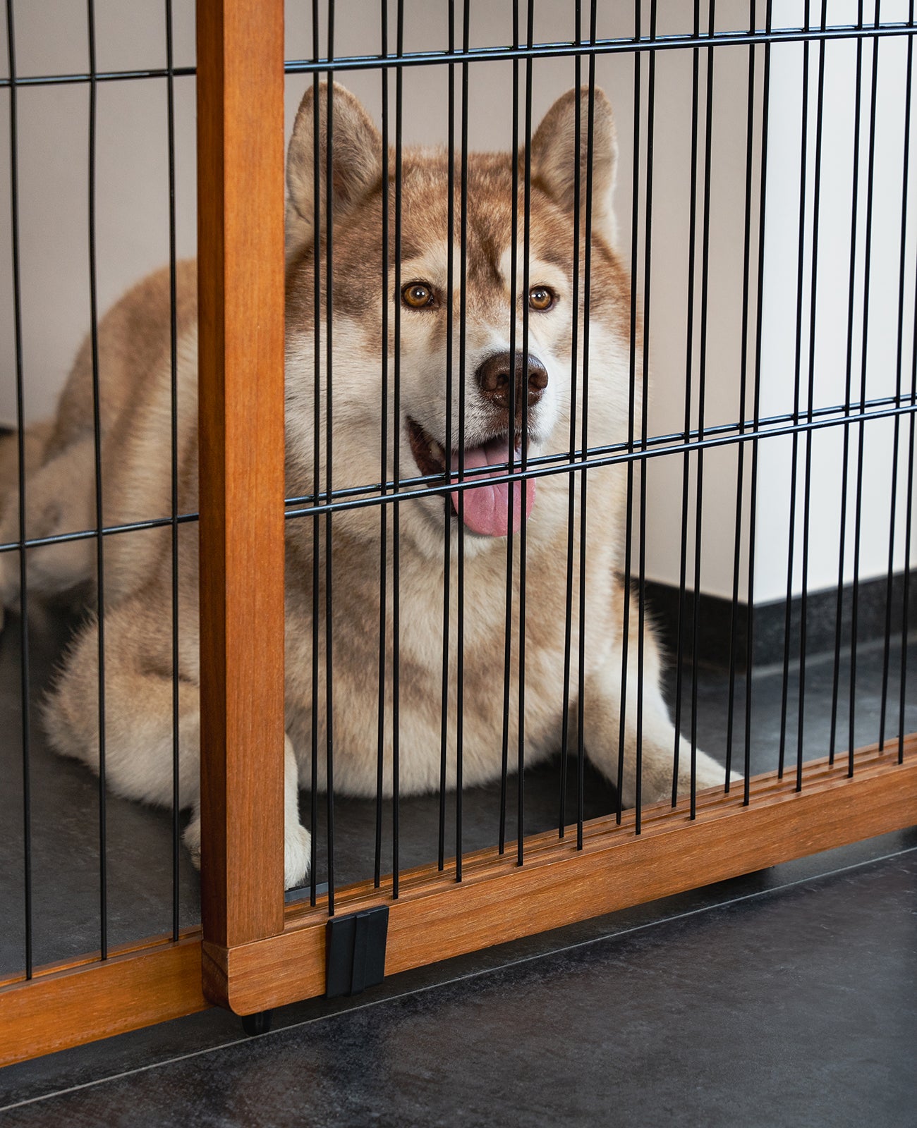 Husky liegt vor Sbperrgitter im Haus