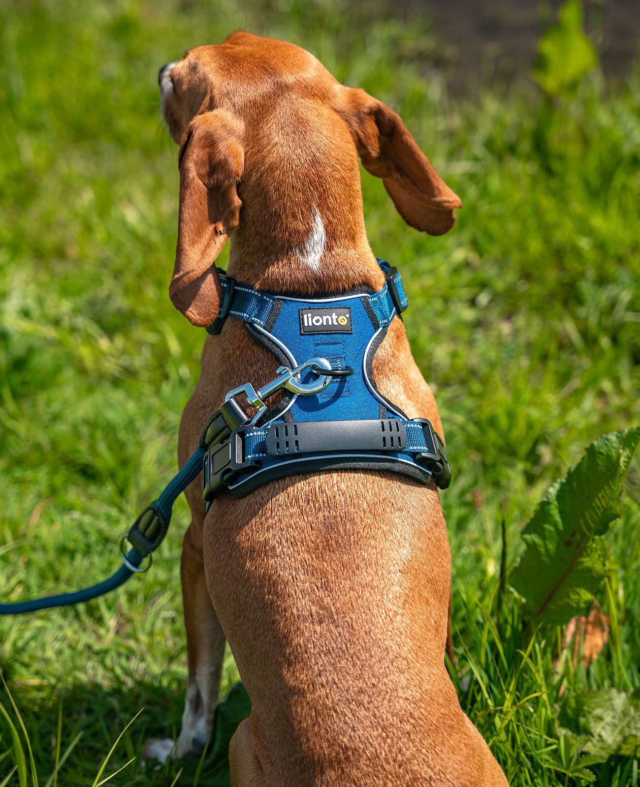 Segugio sitzt mit blauem Hundegeschirr angeleint auf Wiese