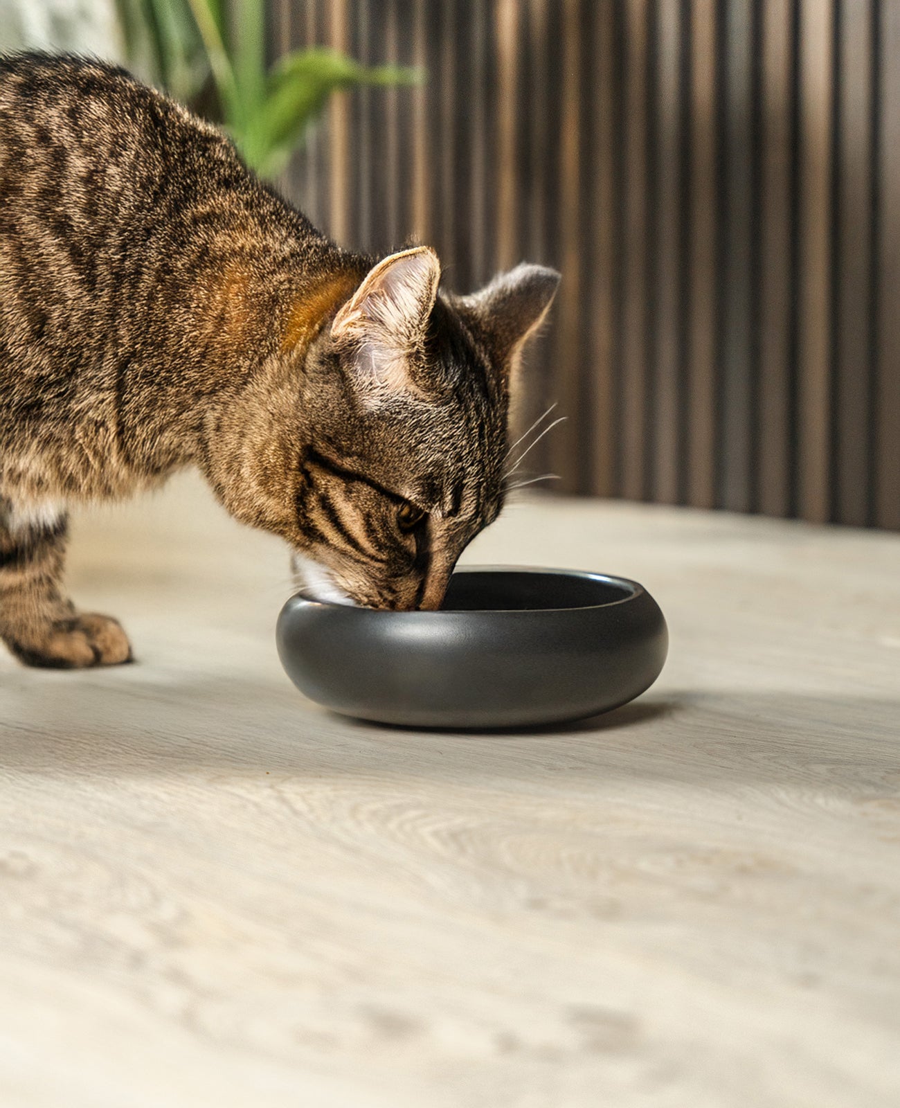 Katzennapf aus Edelstahl, gewölbt