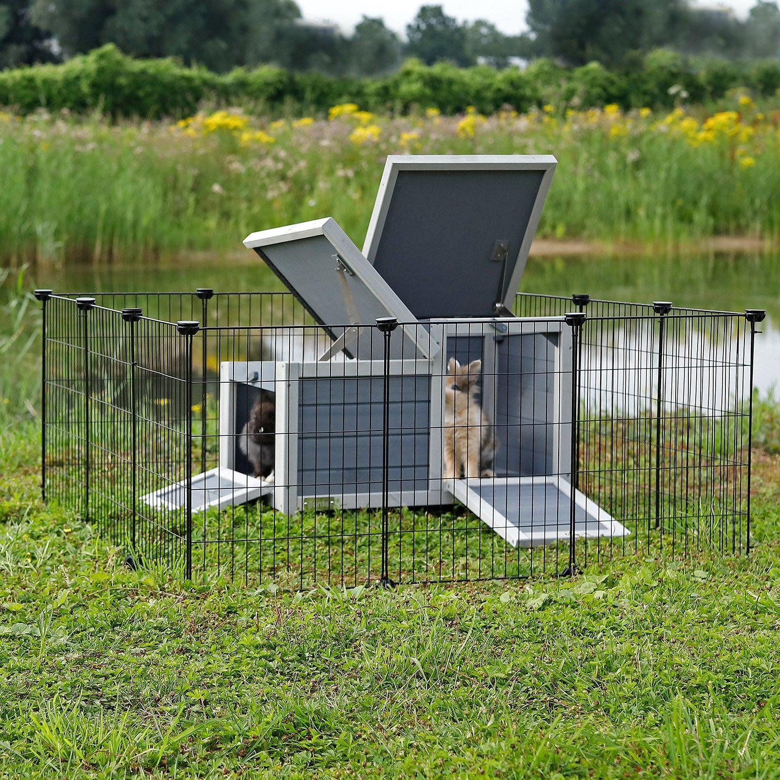 Kaninchen sitzen in Kaninchenstall aus Holz, umrandet von Freilaufgehege aus Metall auf Wiese