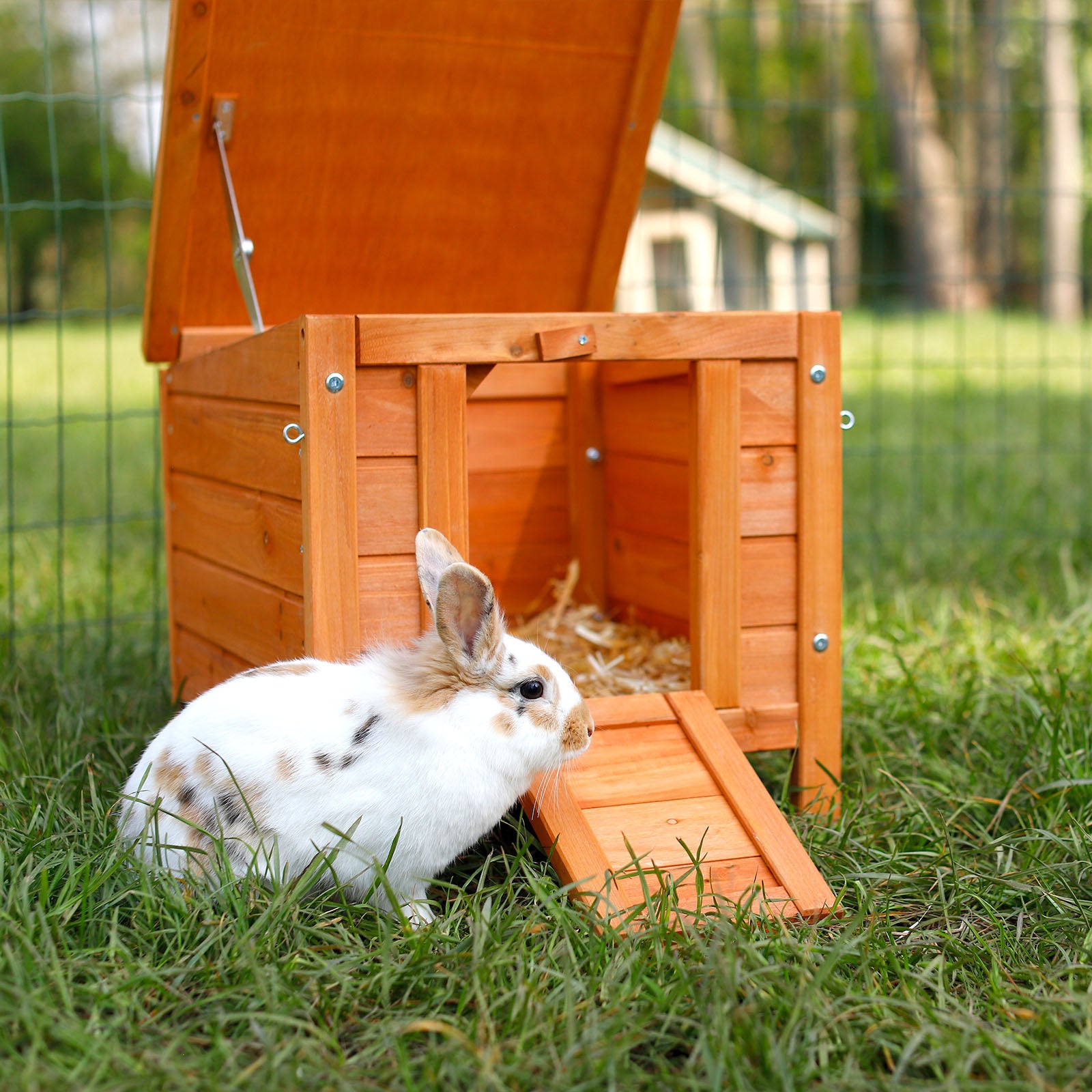 Kaninchen sitzt vor Kaninchenstall mit geöffneten Eingängen im Garten