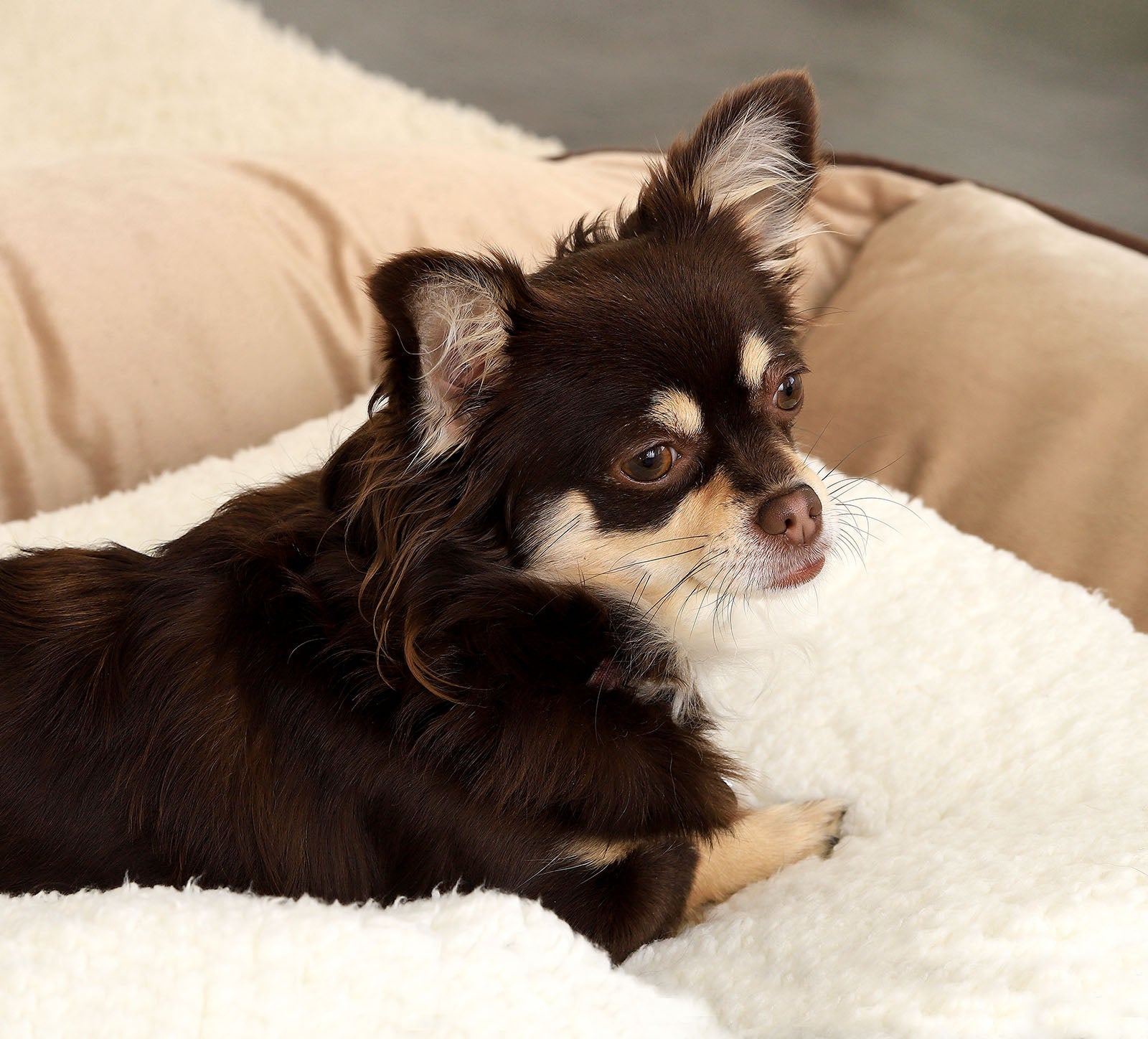 Chihuahua liegt auf Wärmematte im Hundebett