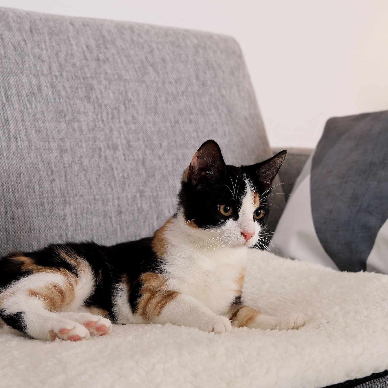 Katze liegt auf selbstheizender Wärmematte auf Couch