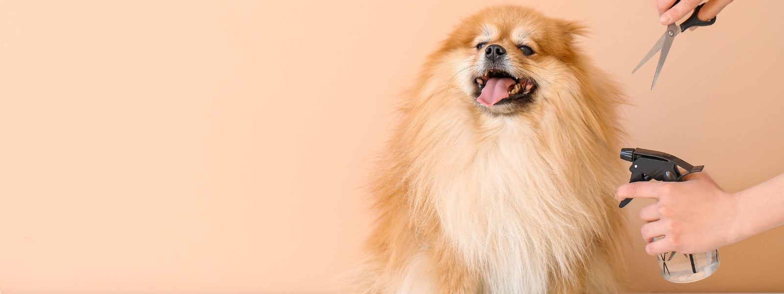 Fellpflege bei Hund mit langem Haar