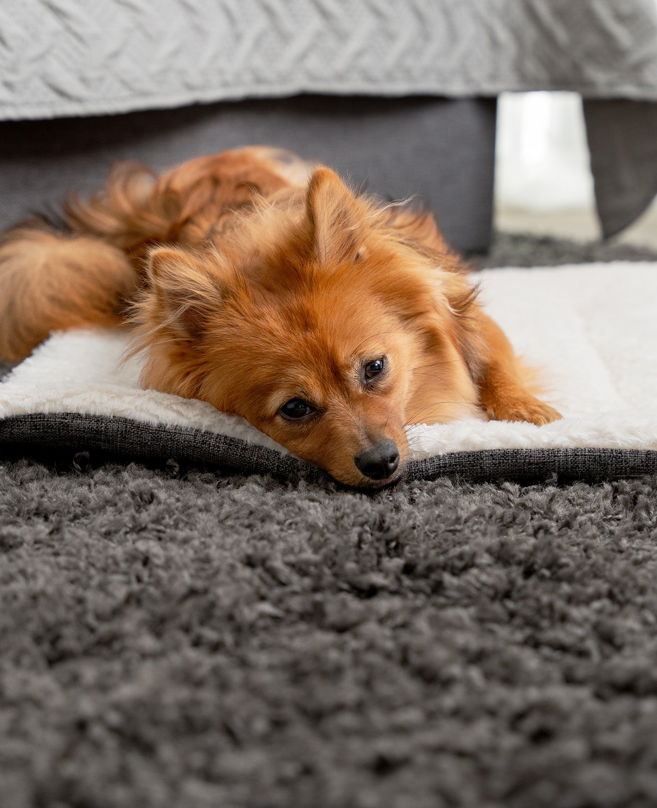 Wendedecke für Hunde