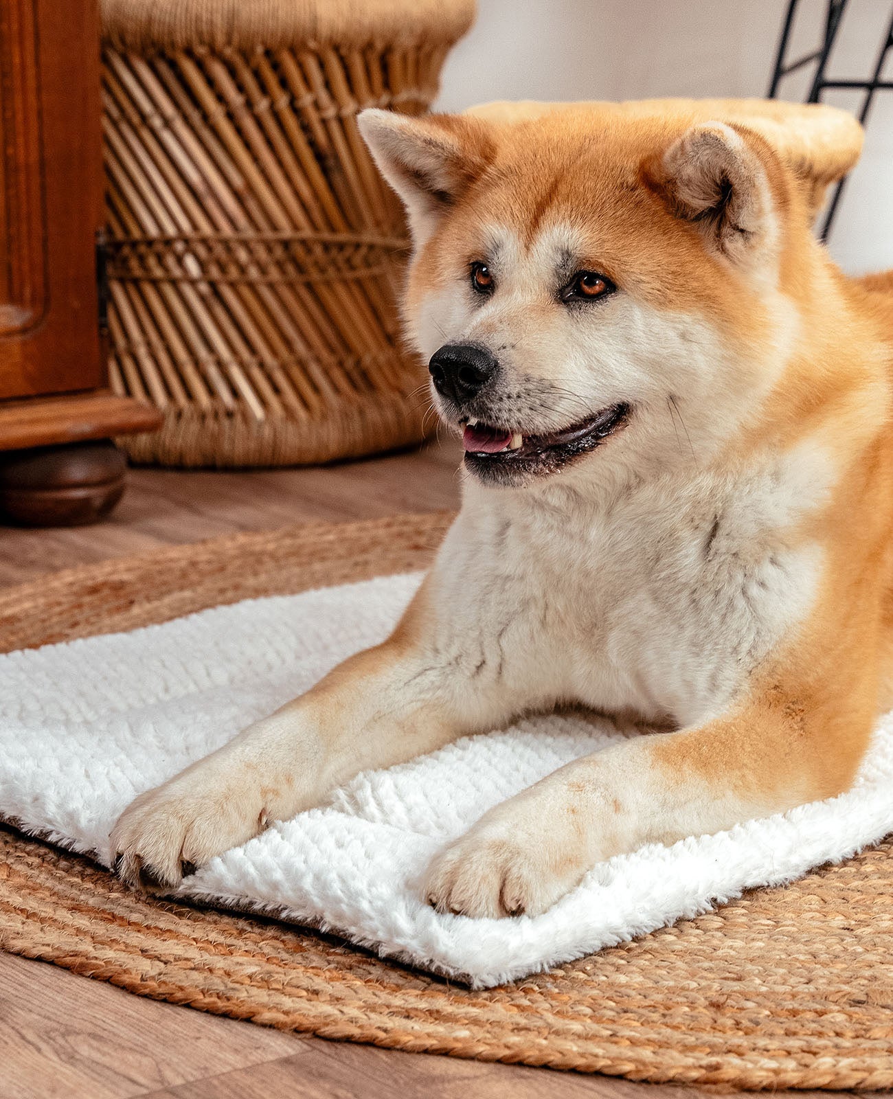 Wendedecke für Hunde