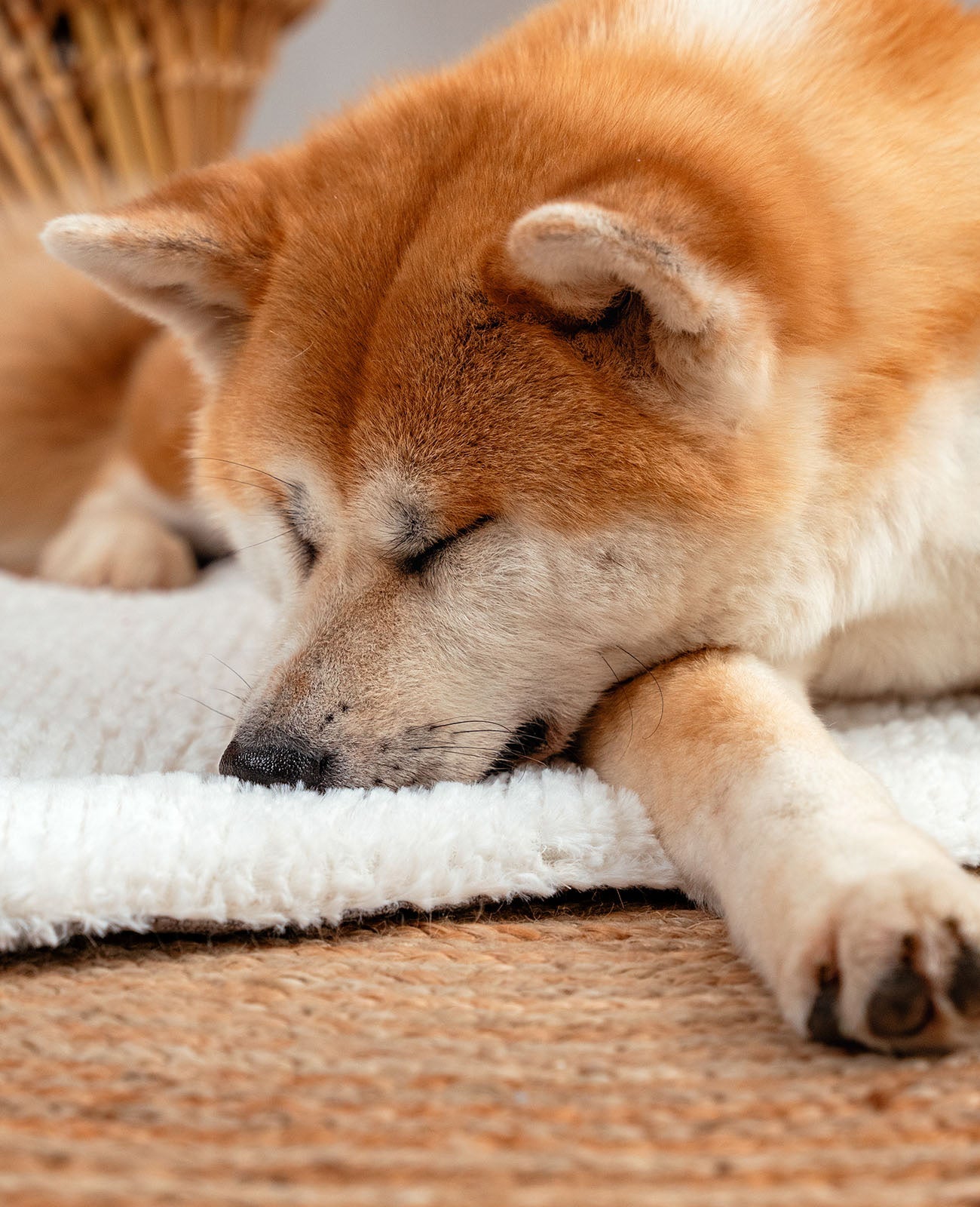 Wendedecke für Hunde