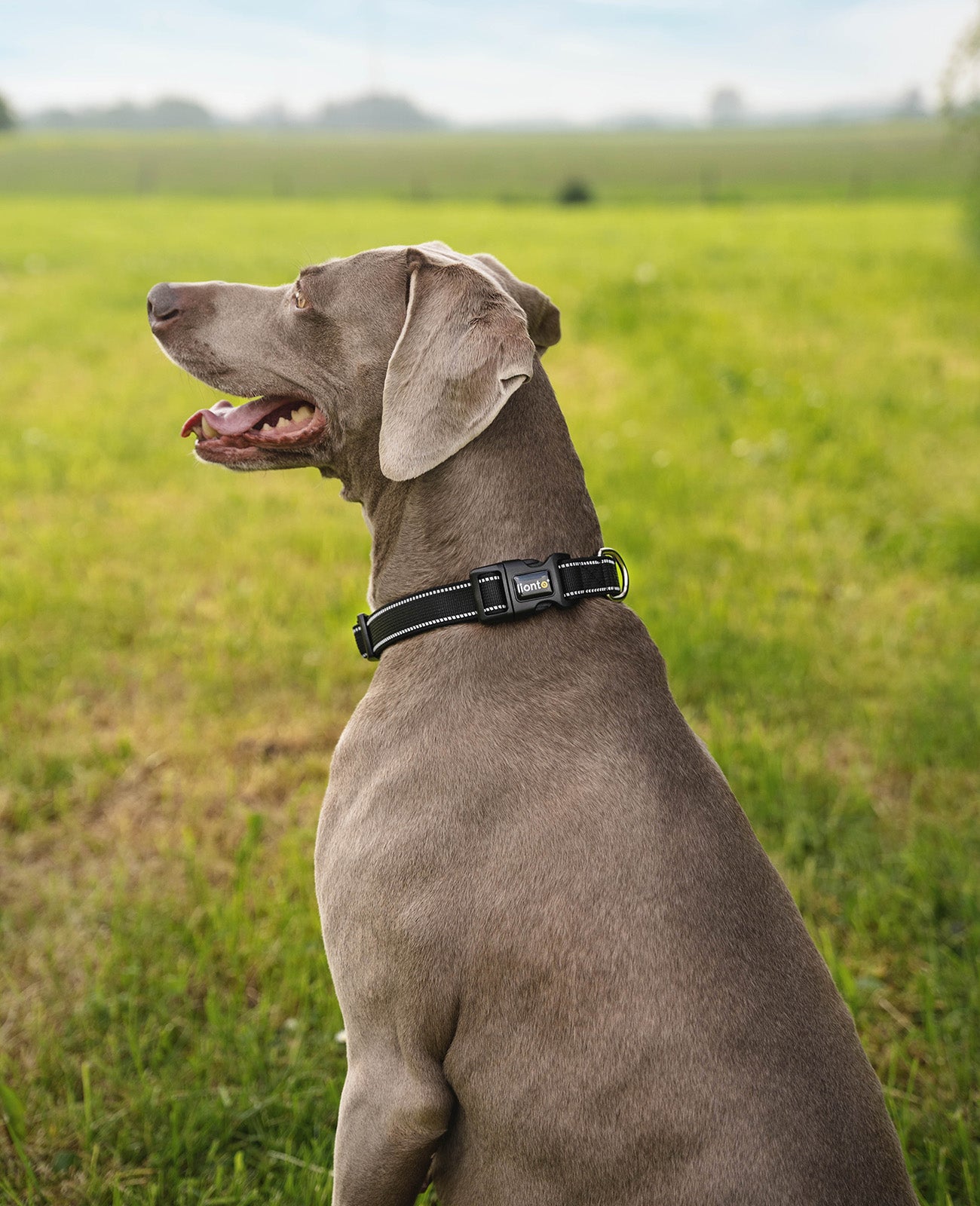 Hundehalsband gepolstert, reflektierend und wasserfest