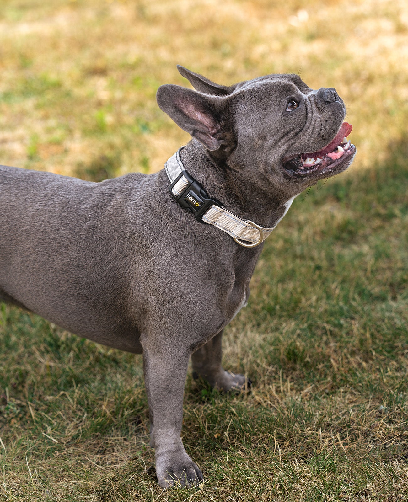 Hundehalsband gepolstert, reflektierend und wasserfest