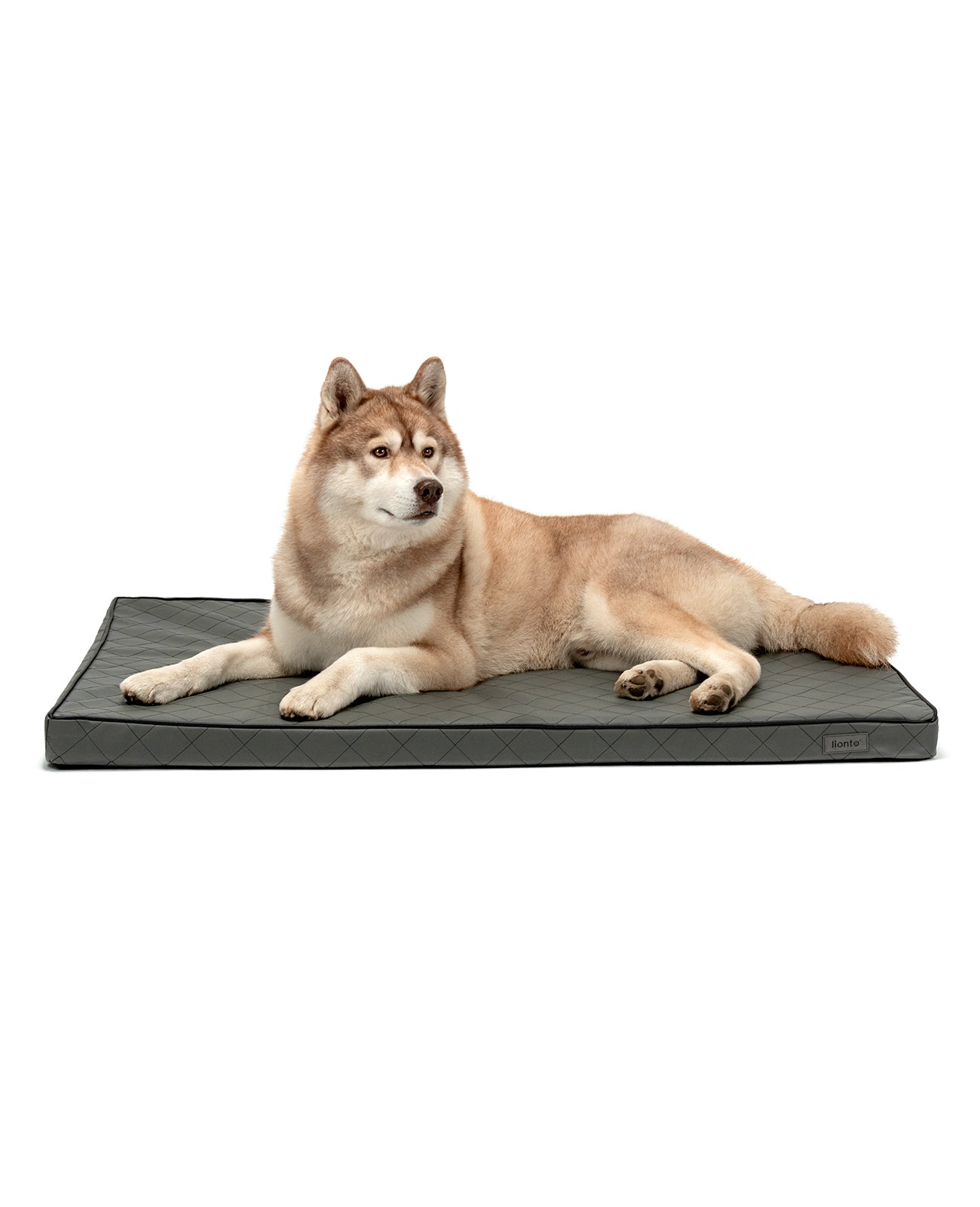 Husky liegt auf orthopädischer Hundematratze aus Memory-Schaumstoff in grau