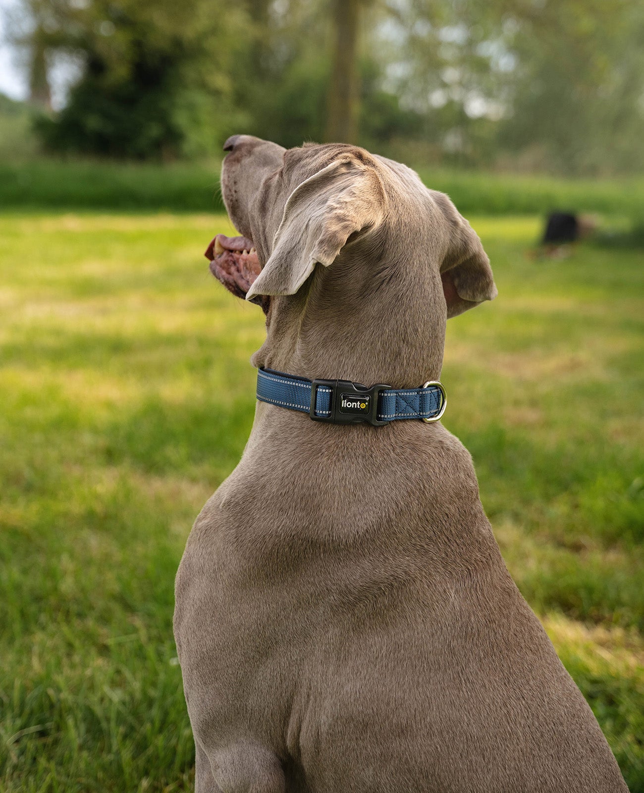 Hundehalsband gepolstert, reflektierend und wasserfest